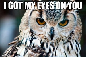 owl1.jpg