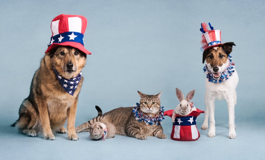 patriotic-pets-july-4th-dogs-3582-c7.jpg