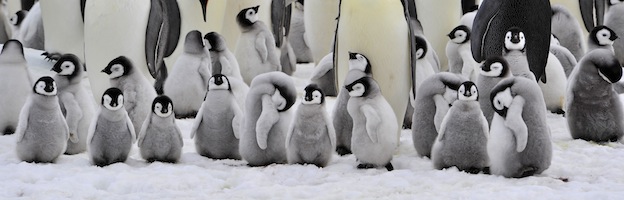 Penguin Babies.jpg