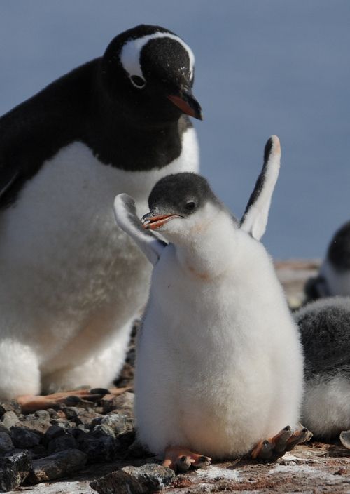 penguin.jpg