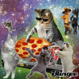 pizza dance cats.gif