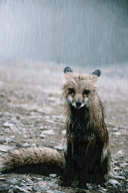 rain sad fox.gif
