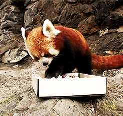 red-panda-snacks-on-some-sushi.gif