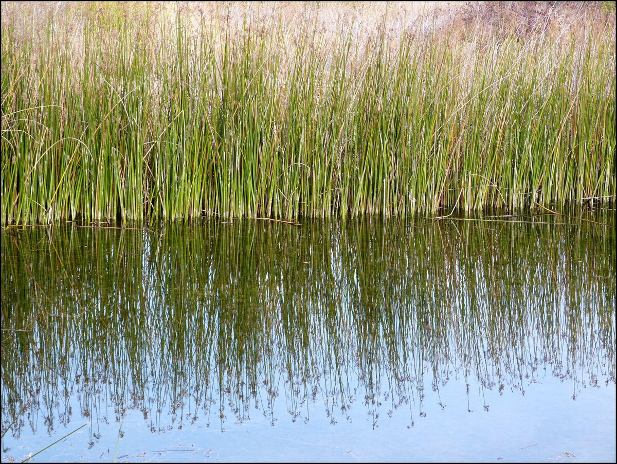 reeds-919.jpg