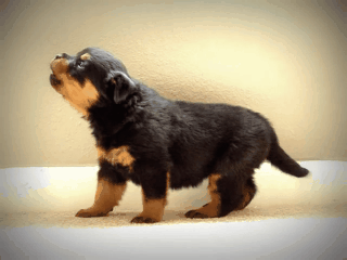 rottweiler-puppy-howling.gif
