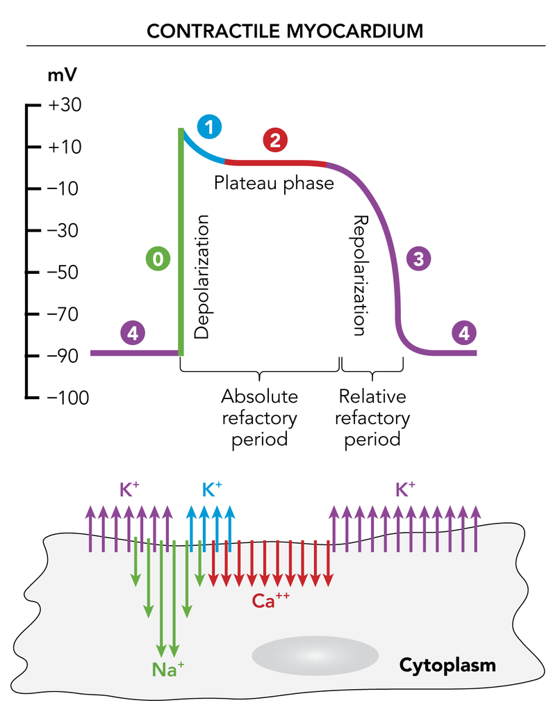 SDN 2 Action Potential.png