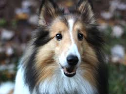 sheltie.jpg
