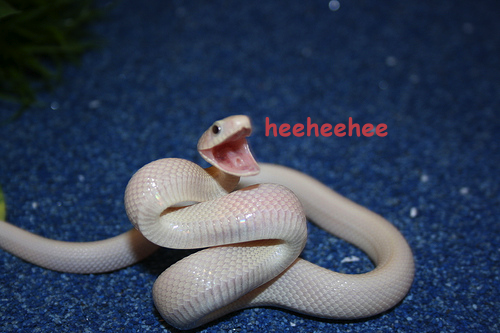 snakelaugh.png