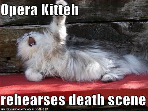 soap opera cat.jpg