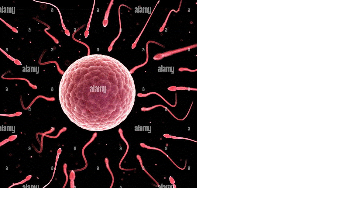 Sperm and egg.gif