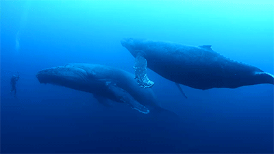 sperm whale.gif