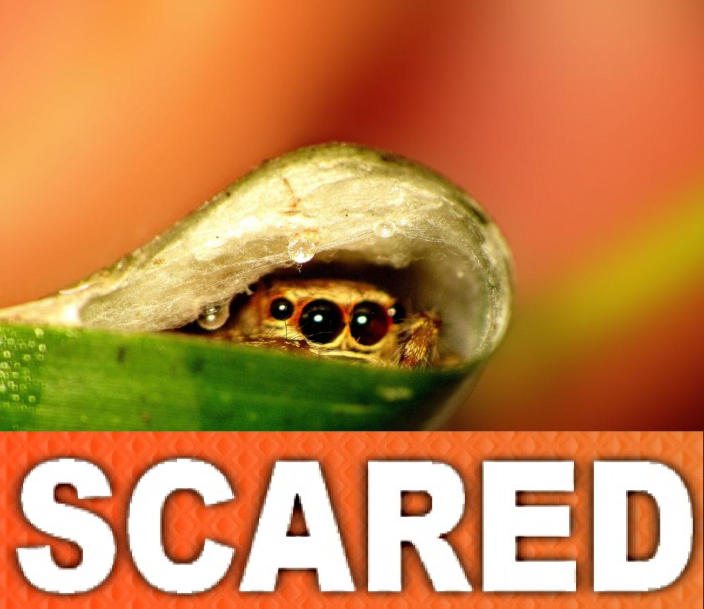 spider scared.png