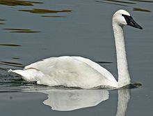 swan.jpg