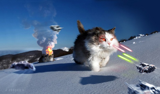 SWcat.jpg