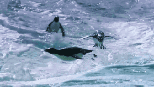 swimming penguins.gif