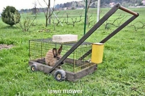 the-slowest-lawn-mower-ever.jpeg