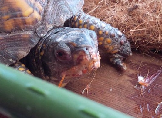 turtle and fish tail.jpg
