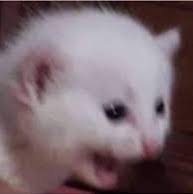 Unknown-1.jpeg