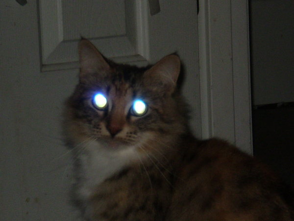untitled.png