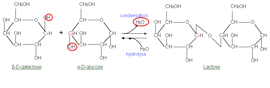 Fructosa y glucosa