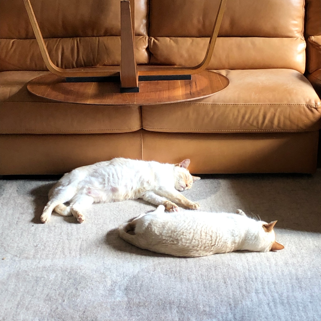 upload_2019-2-16_20-24-0.png