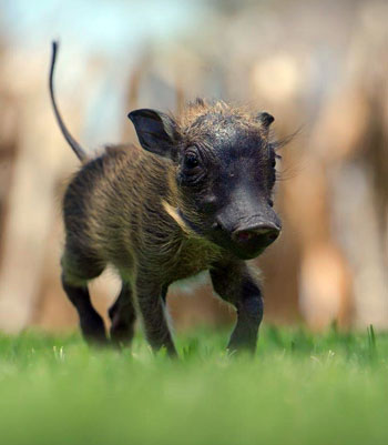 warthog.jpg