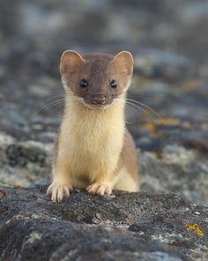 weasel.jpg