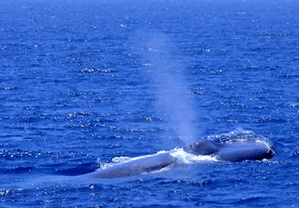 whale.jpg