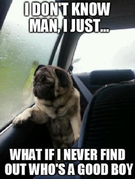 who's a good boy.jpg