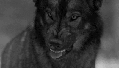 Wolf Tongue.gif