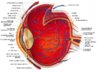 eye structure.jpg