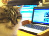 Cat Command Center.jpg