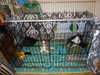 new cage layout.jpg