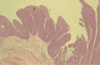 kidney histo.PNG