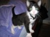 Really Cute Kitten.jpg