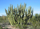 organ pipe cactus.png