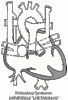 Heterotaxy.gif