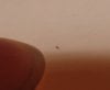 shard400zoom.jpg