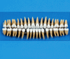 Kilgore Dental Model Teeth 001.jpg.gif