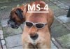 ms4.jpg