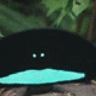 ar2388