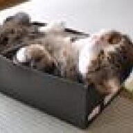 CorporateFatCat