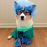corgi3