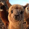 Alpaca2019