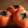 WildPersimmon