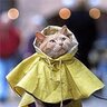 rainingcatsz