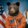 Bearstronaut