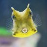 Fishy3fishy5