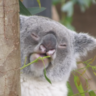 KoalaMed