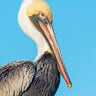 littlebrownpelican